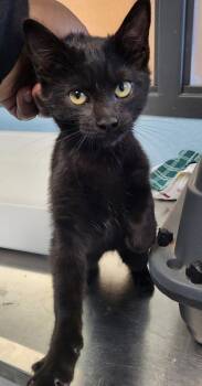 Rescue Domestic Short Hair Cats for Adoption in Lawrenceville, Georgia - If-12 | PetCurious