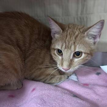 Skeeter -  Domestic Short Hair Cat for Adoption in Merriam, Kansas - Skeeter | PetCurious