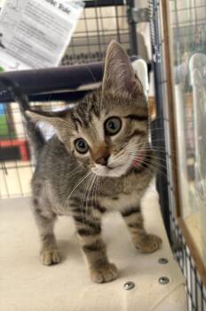 Domestic Short Hair Cats Available for Adoption - Hannah | PetCurious