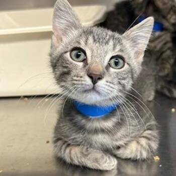 Wesley -  Domestic Short Hair Cat for Adoption in Knoxville, Tennessee - Wesley | PetCurious