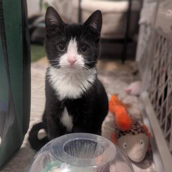 Domestic Short Hair Cats Available for Adoption in Reisterstown, Maryland - Snap (bonded With Pop) | PetCurious