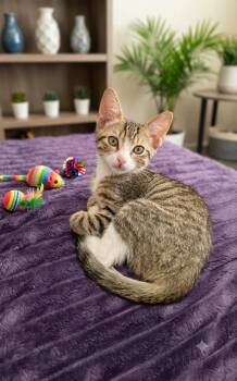 Lilly -  Tabby Cat for Adoption in Fort Myers, Florida - Lilly | PetCurious