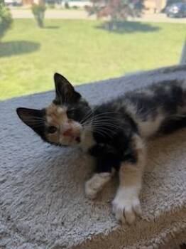 Cassie (Armiger 26-1) -  Domestic Short Hair Cat for Adoption in Port Republic, Maryland - Cassie (Armiger 26-1) | PetCurious