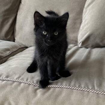 Domestic Short Hair Cats Available for Adoption in Richmond, Virginia - Bang Energy | PetCurious