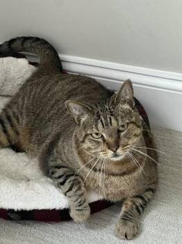 Bailey -  Domestic Short Hair Cat for Adoption in Reston, Virginia - Bailey | PetCurious