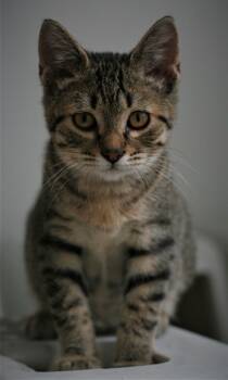 Chowder -  Domestic Short Hair and Tabby Cat for Adoption in Attalla, Alabama - Chowder | PetCurious