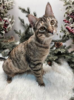 Rescue Tabby Cats for Adoption in Franklin, Tennessee - KITTEN KATNISS | PetCurious