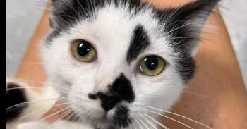 Miranda -  Domestic Short Hair Cat for Adoption in Dayton, Minnesota - Miranda | PetCurious
