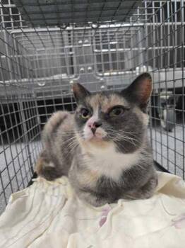 Munchos -  Domestic Short Hair Cat for Adoption in Sevierville, Tennessee - Munchos | PetCurious