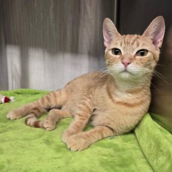 Carl -  Domestic Short Hair Cat for Adoption in Spokane, Washington - Carl | PetCurious