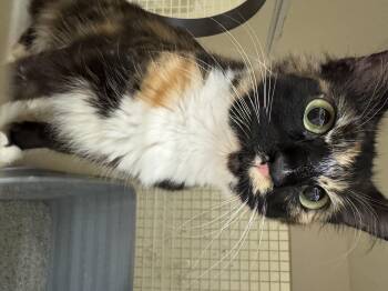 Domestic Short Hair Cats Available for Adoption in Stockton, California - Chloe INDOOR ONLY  | PetCurious