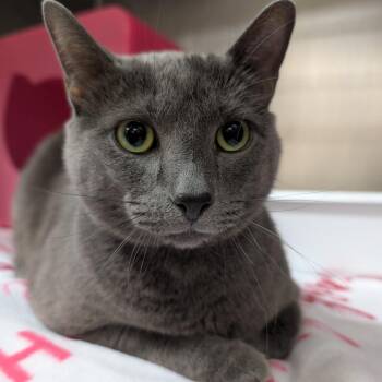 Elijah -  Domestic Medium Hair Cat for Adoption in Titusville, Florida - Elijah | PetCurious