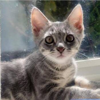 Gary -  Domestic Short Hair Cat for Adoption in Orangevale, California - Gary | PetCurious