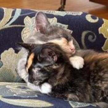 Evie -  Domestic Medium Hair Cat for Adoption in San Antonio, Texas - Evie | PetCurious