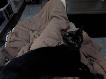 Domestic Short Hair Cats Available for Adoption in Gorham, Maine - Pip | PetCurious