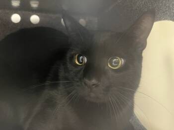 Rescue Domestic Short Hair Cats for Adoption in New York, New York - Kahlid | PetCurious