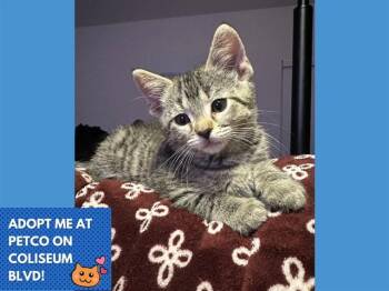 BEN -  Domestic Short Hair Cat for Adoption in Fort Wayne, Indiana - BEN | PetCurious