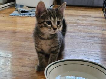 Churu -  Tabby Cat for Adoption in Pittsburgh, Pennsylvania - Churu | PetCurious