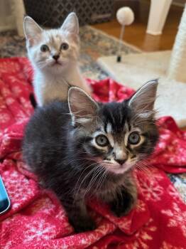 Grizzly -  Siberian and Maine Coon Cat for Adoption in Walnut Creek, California - Grizzly | PetCurious