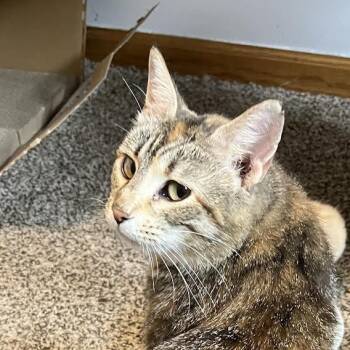 Rescue Domestic Short Hair Cats for Adoption in Plymouth, Minnesota - Eva | PetCurious