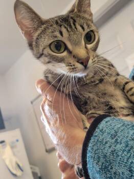 Rescue Domestic Short Hair Cats for Adoption in Eureka, California - Egypt | PetCurious