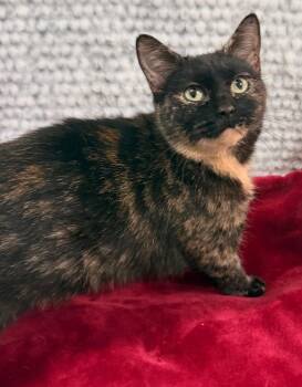 Domestic Short Hair Cats Available for Adoption - Esme | PetCurious
