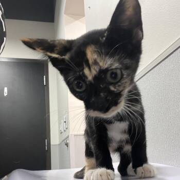 Cher -  Domestic Short Hair Cat for Adoption in Tampa, Florida - Cher | PetCurious