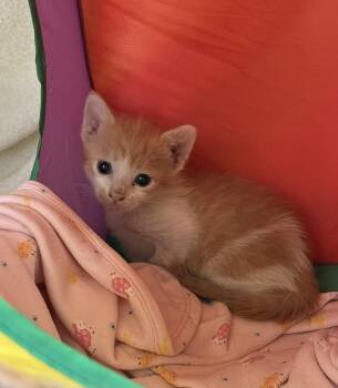 Picard -  Domestic Short Hair Cat for Adoption in Glendale, Arizona - Picard | PetCurious