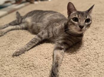 Rescue Domestic Short Hair Cats for Adoption in Lincoln, California - Tour Guide | PetCurious