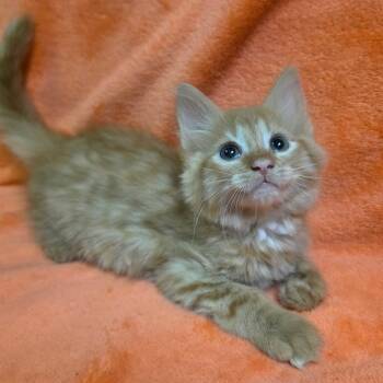 EMBER -  Domestic Medium Hair and Tabby Cat for Adoption in Graham, Washington - EMBER | PetCurious