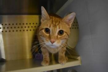Mandu -  Domestic Short Hair Cat for Adoption in Kansas City, Missouri - Mandu | PetCurious