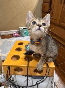 Rowan -  Domestic Short Hair Cat Available for Adoption in Sebastian, Florida - Rowan | PetCurious