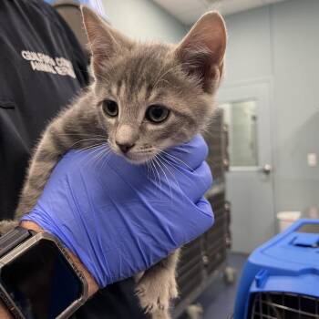 Crumpet -  Domestic Short Hair Cat for Adoption in Greensboro, North Carolina - Crumpet | PetCurious