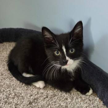 Tuck -  Domestic Short Hair Cat for Adoption in Fairfax Station, Virginia - Tuck | PetCurious