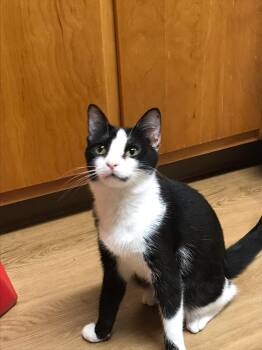 Buddi -  Domestic Short Hair Cat for Adoption in Marion, Indiana - Buddi | PetCurious