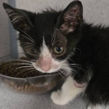Wilt -  Domestic Short Hair Cat for Adoption in Goleta, California - Wilt | PetCurious