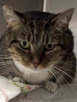 Hen -  Tiger Cat for Adoption in Marblehead, Massachusetts - Hen | PetCurious