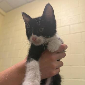 Dunkin -  Domestic Medium Hair Cat for Adoption - Dunkin | PetCurious