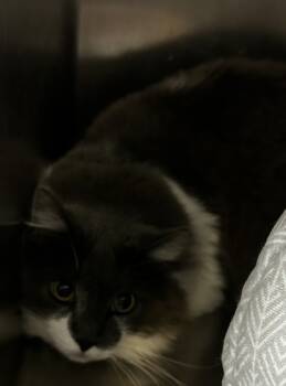 Rescue Domestic Medium Hair and Domestic Short Hair Cats for Adoption in Spartanburg, South Carolina - Bandit | PetCurious