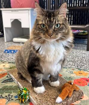 Rescue Domestic Long Hair Cats for Adoption in Palmetto, Florida - NALA | PetCurious