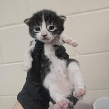 Patter -  Domestic Short Hair Cat for Adoption in Reno, Nevada - Patter | PetCurious