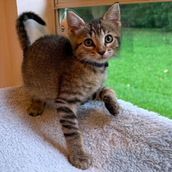 Minthara -  Domestic Short Hair Cat for Adoption in Webster, Texas - Minthara | PetCurious