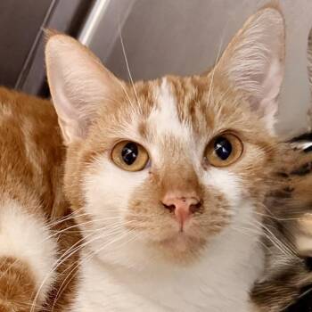 Pumpkin Pie -  Domestic Short Hair Cat for Adoption in Palm Springs, California - Pumpkin Pie | PetCurious