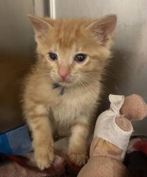 Gizmo -  Domestic Short Hair Cat for Adoption in Wichita, Kansas - Gizmo | PetCurious