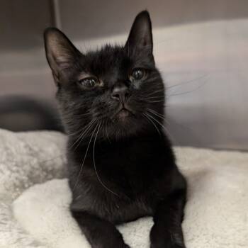 Rescue Domestic Short Hair Cats for Adoption in Spokane, Washington - Suki | PetCurious