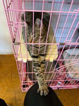 Domestic Short Hair Cats Available for Adoption in Webster Groves, Missouri - Aoda | PetCurious