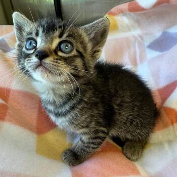 Downy -  Domestic Short Hair Cat for Adoption in Kansas City, Kansas - Downy | PetCurious