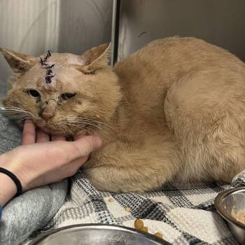 Cleveland -  Domestic Short Hair Cat for Adoption in Abbotsford, British Columbia - Cleveland | PetCurious