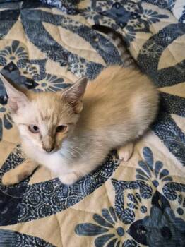Thelma -  Domestic Short Hair Cat Available for Adoption in Bossier City, Louisiana - Thelma | PetCurious