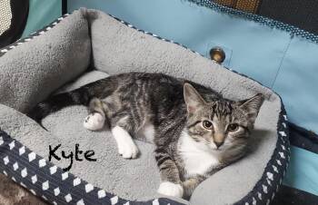 Kyte -  Domestic Short Hair Cat for Adoption in Seven Valleys, Pennsylvania - Kyte | PetCurious